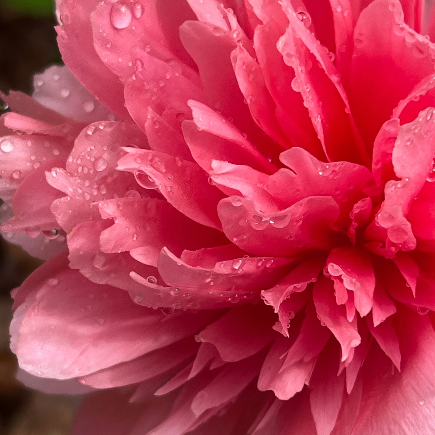 Lorelei Peony