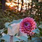 Dahlia 'Sweet Sanne'