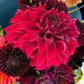 Dahlia 'Ukraine Free'