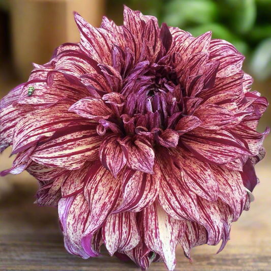 Dahlia 'Harvey Koop'