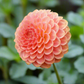 Dahlia '20th Ave Softer Peach'