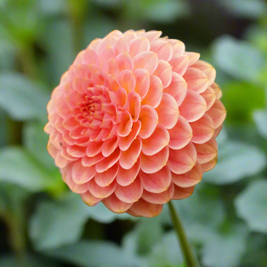 Dahlia '20th Ave Softer Peach' - Formal Decorative (1 tuber)