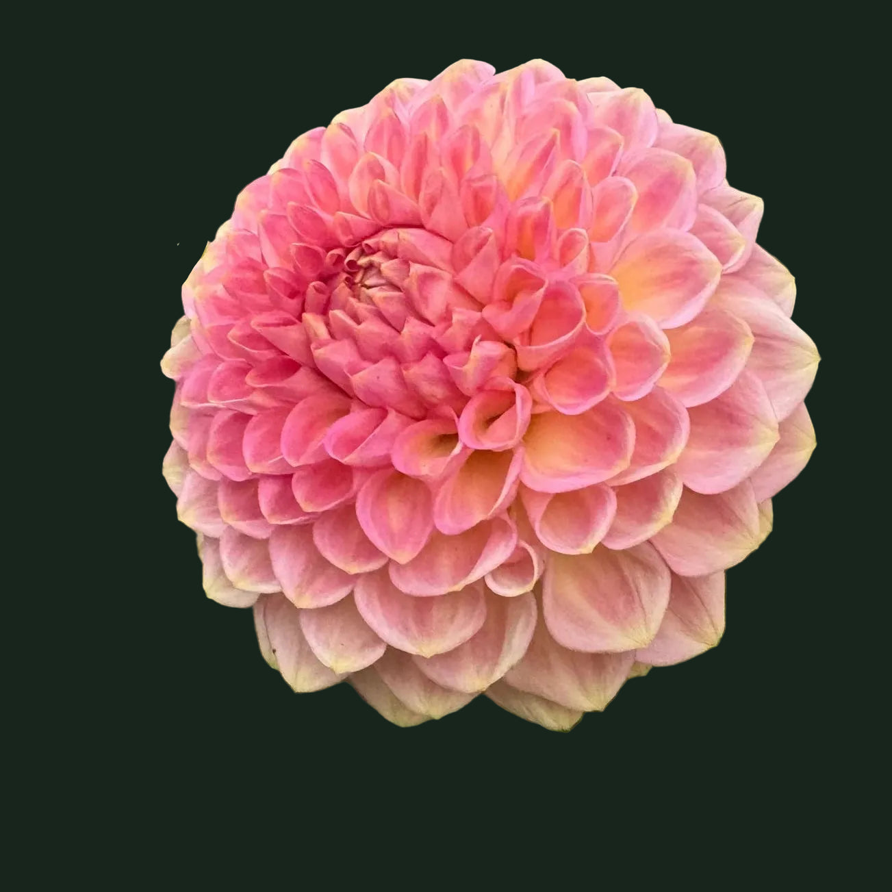Dahlia '20th Ave Softer Peach' - Spring Shipped