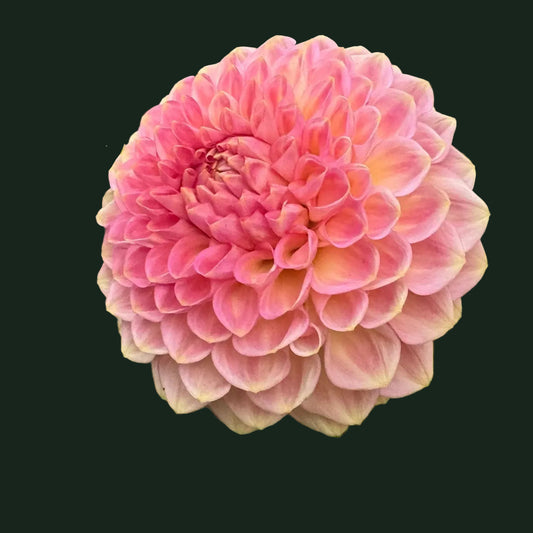 Dahlia '20th Ave Softer Peach' - Spring Shipped