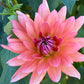 Dahlia 'Schneckenstein'