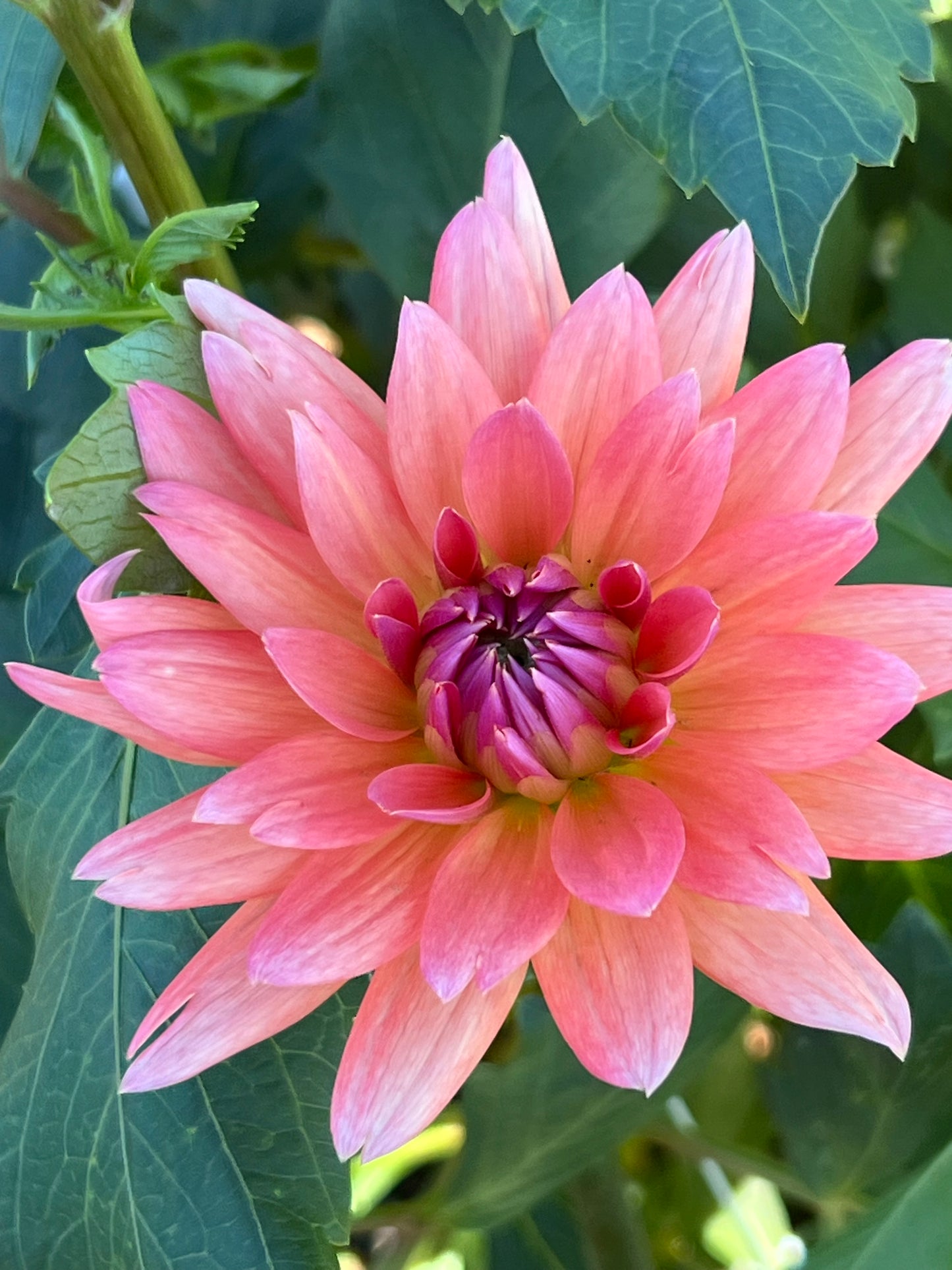 Dahlia 'Schneckenstein'
