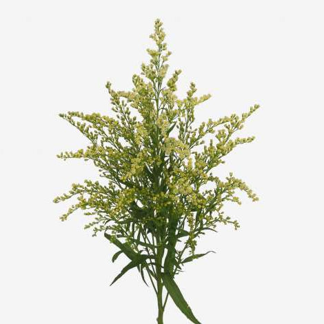 Week 14 | Solidago 'Moonlit Glory' | 4 Pack