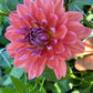 Dahlia 'Dutch Pearl'