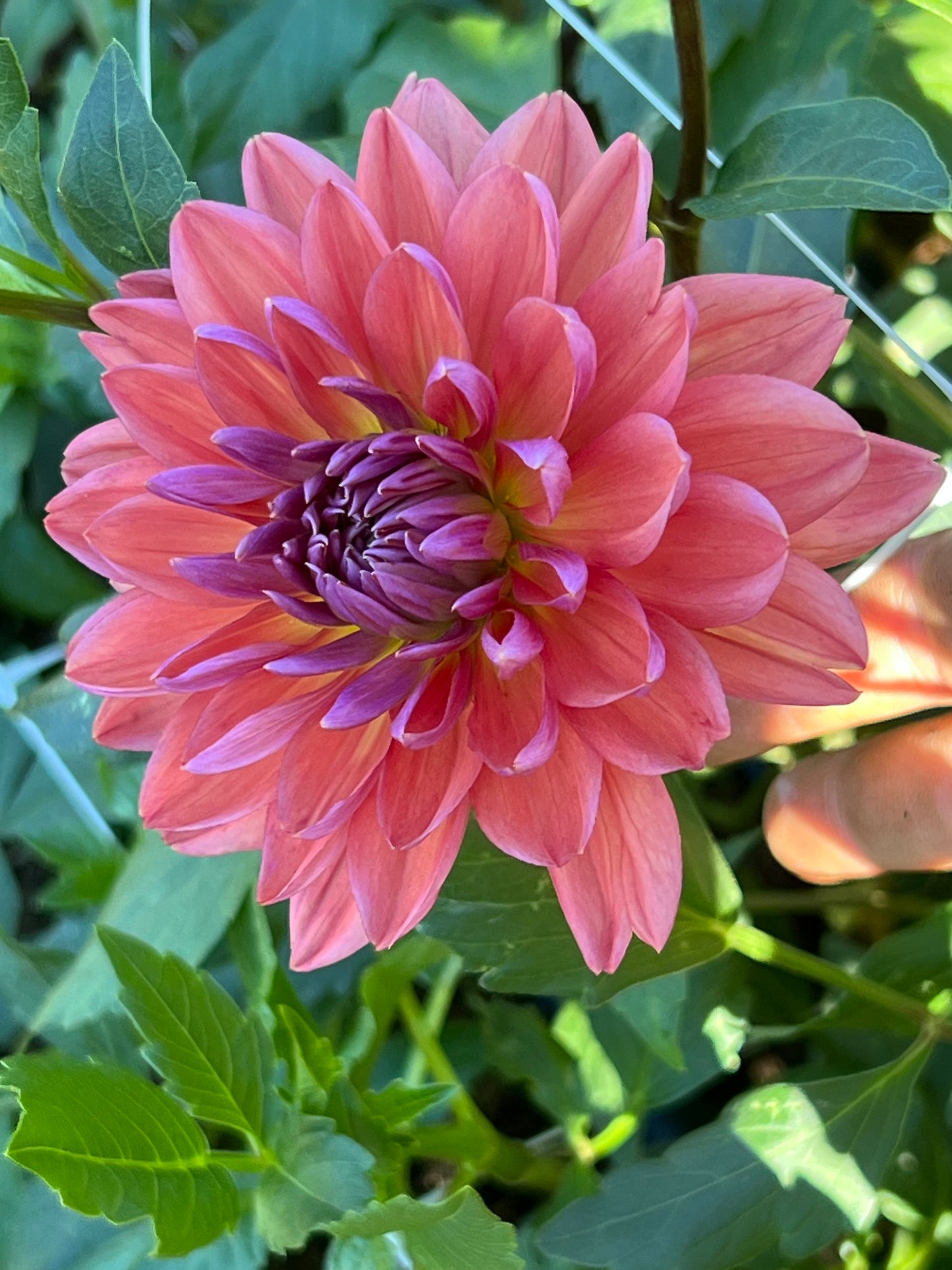 Dahlia 'Dutch Pearl'
