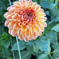Dahlia 'Ferncliff Copper'