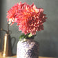 Dahlia 'Labyrinth'