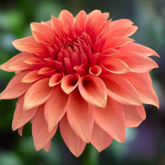 Dahlia 'Bloomquist Pleasing'