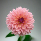 Dahlia 'Dutch Pearl'