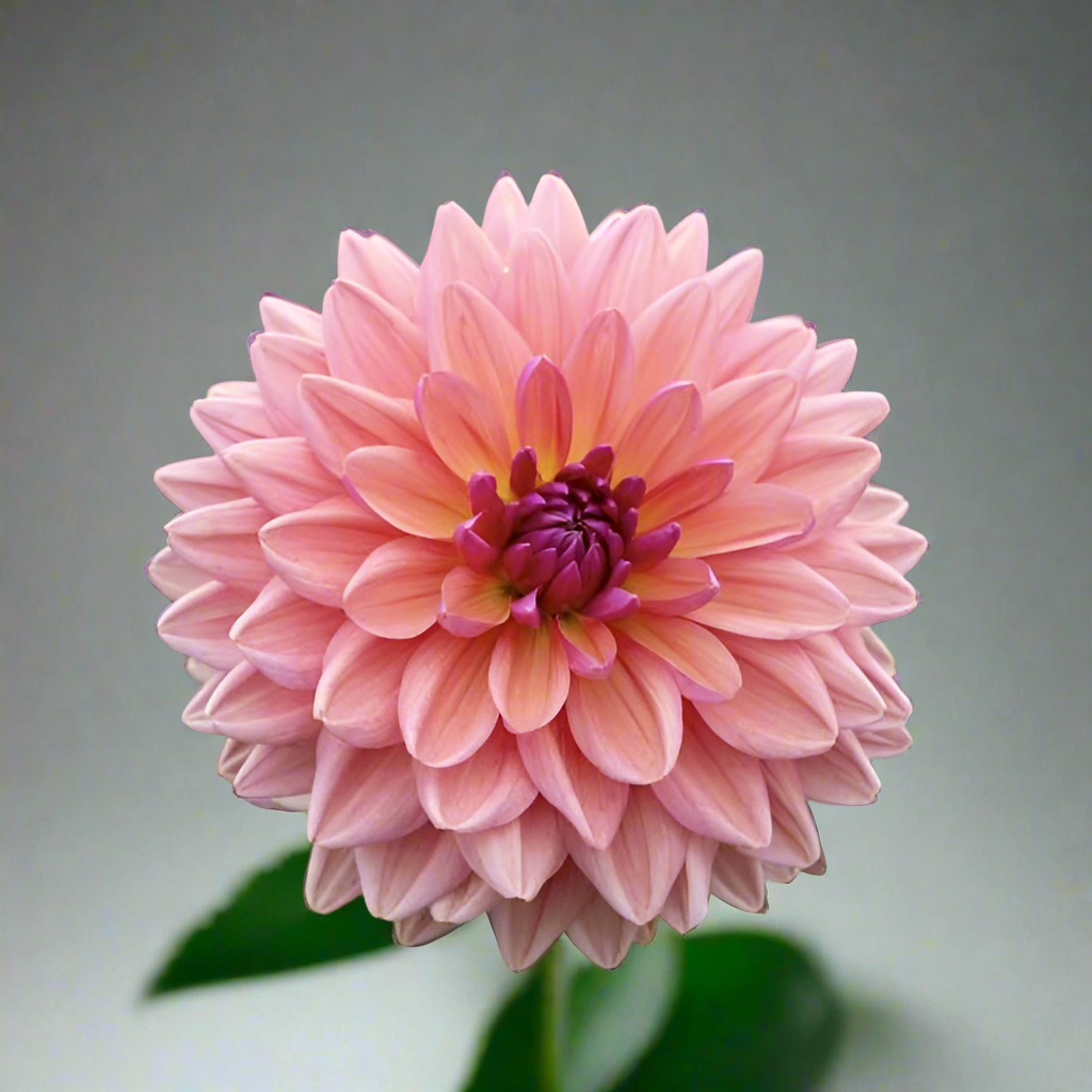 Dahlia 'Dutch Pearl' LIMITED - Formal Decorative (1 tuber)