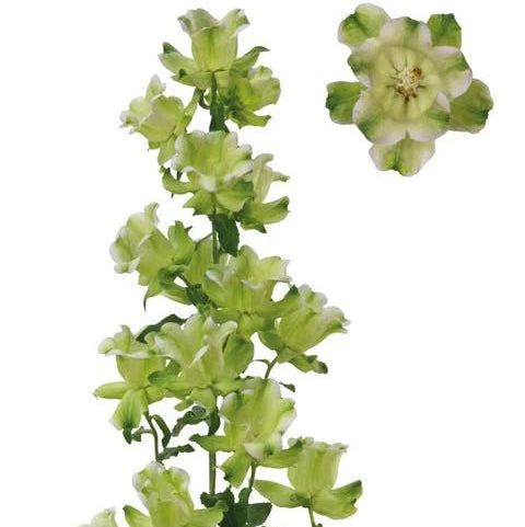 Campanula 'Evergreen' Lavendel |  4 Pack | Ships  Week of Sept 21