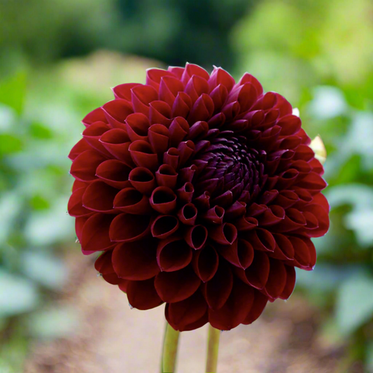 Dahlia 'Jessie G'