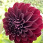 Dahlia 'Black Satin'