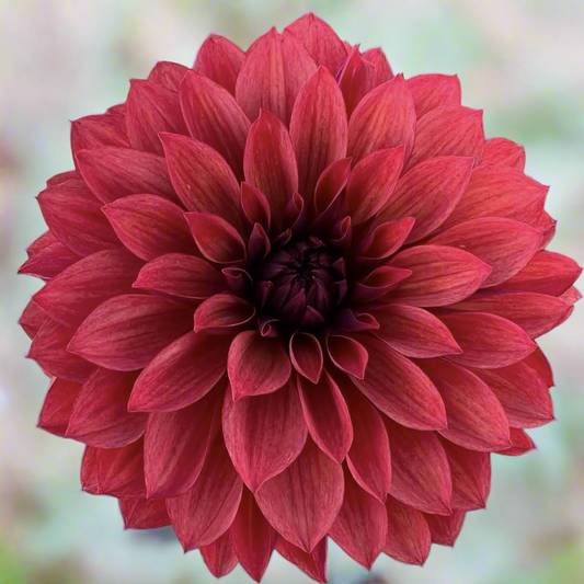 Dahlia 'Danique'