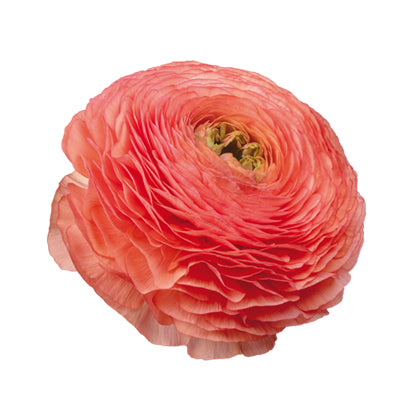 Ranunculus Elegance Salmone 605A® 10 Pack