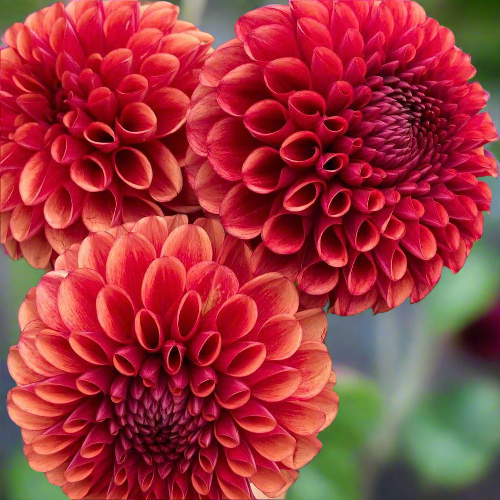 Dahlia 'Copper Boy' - Ball (1 tuber)