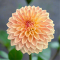 Dahlia 'Bloomquist Alan'