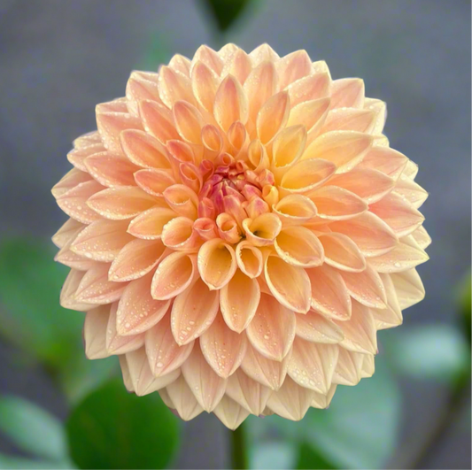 Dahlia 'Bloomquist Alan'