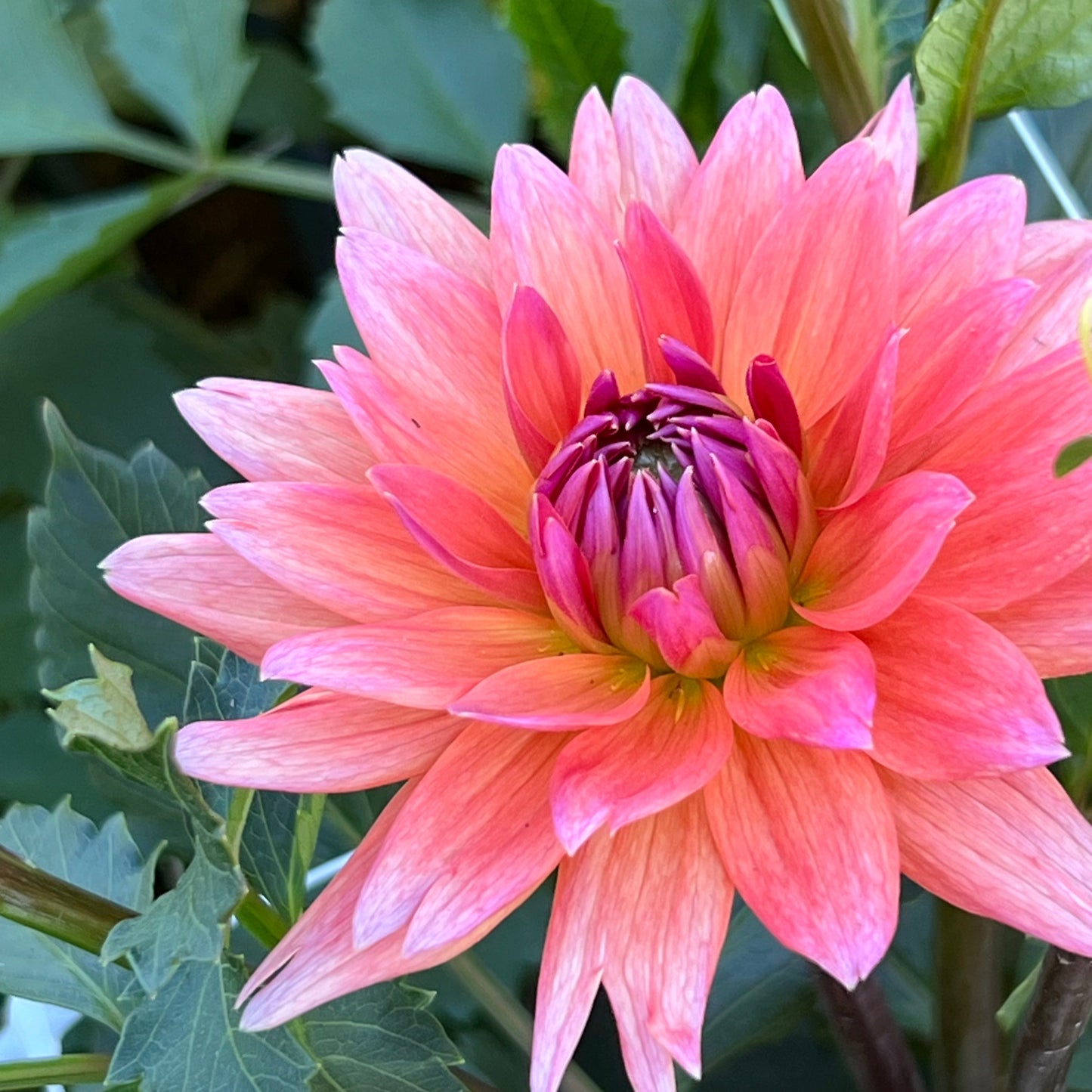 Dahlia 'Schneckenstein'