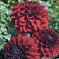 Dahlia 'Night Queen'