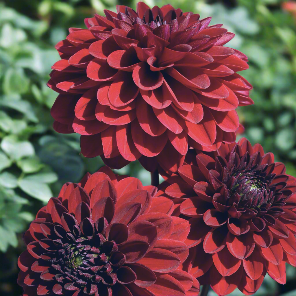 Dahlia 'Night Queen' - Miniature Ball (1 tuber)