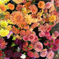 Dahlia 'Sierra Glow'