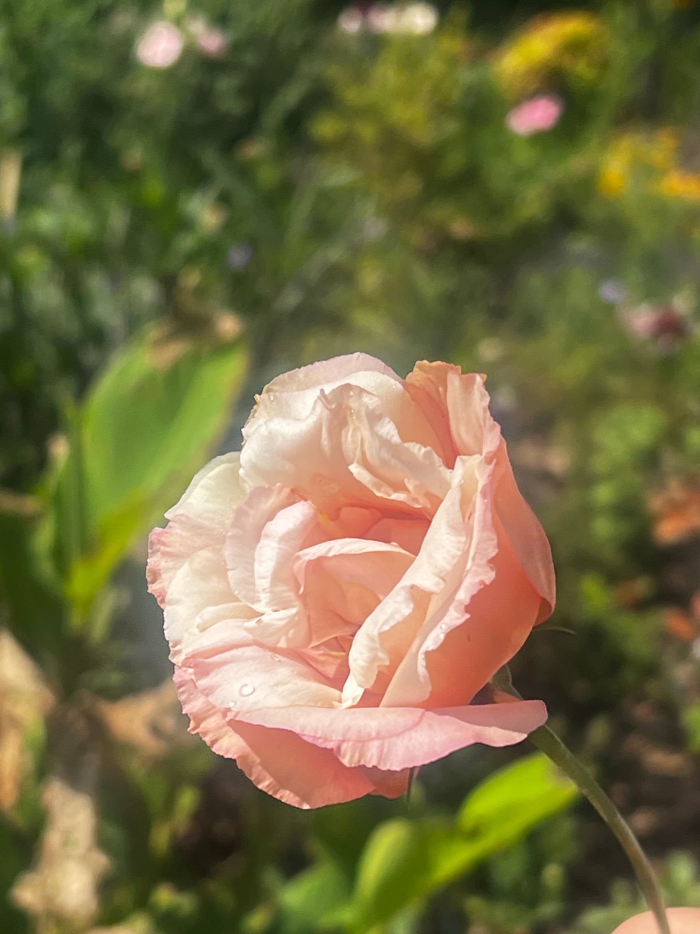 Lisianthus Super Magic Group 2 Apricot