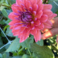 Dahlia 'Dutch Pearl'