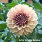 Dahlia 'KA's® Creme Brulee'