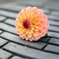 Dahlia 'Wine Eyed Jill' YELLOW
