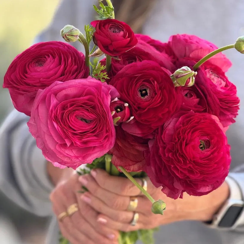 Ranunculus Elegance Hot Pink Ciclamino - 10 Pack