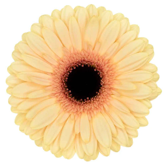 Week 18 | Gerbera Standard Cream Beach