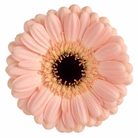 Week 18 | Gerbera Mini Espresso