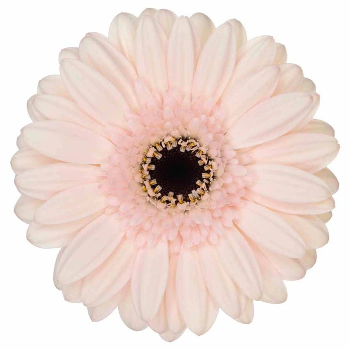Week 18 | Gerbera Mini Macaron