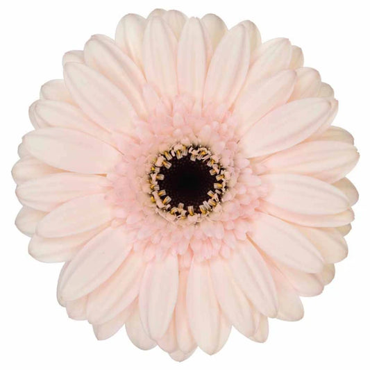 Week 18 | Gerbera Mini Macaron