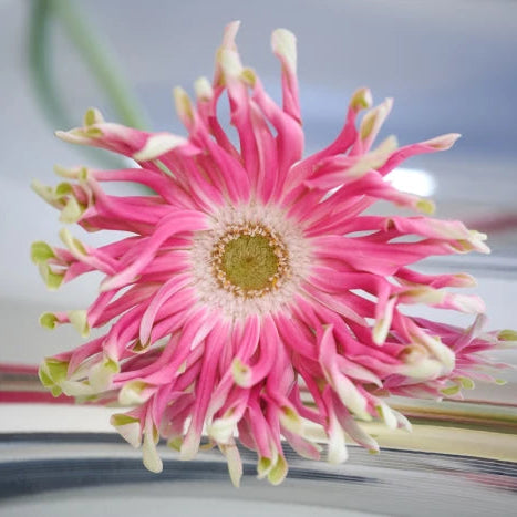 Week 18 | Gerbera Rebel Craze