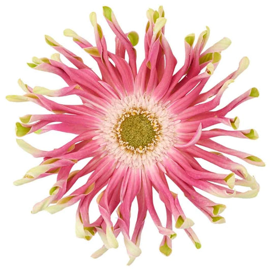Week 18 | Gerbera Rebel Craze