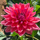 Dahlia 'Dutch Pearl'
