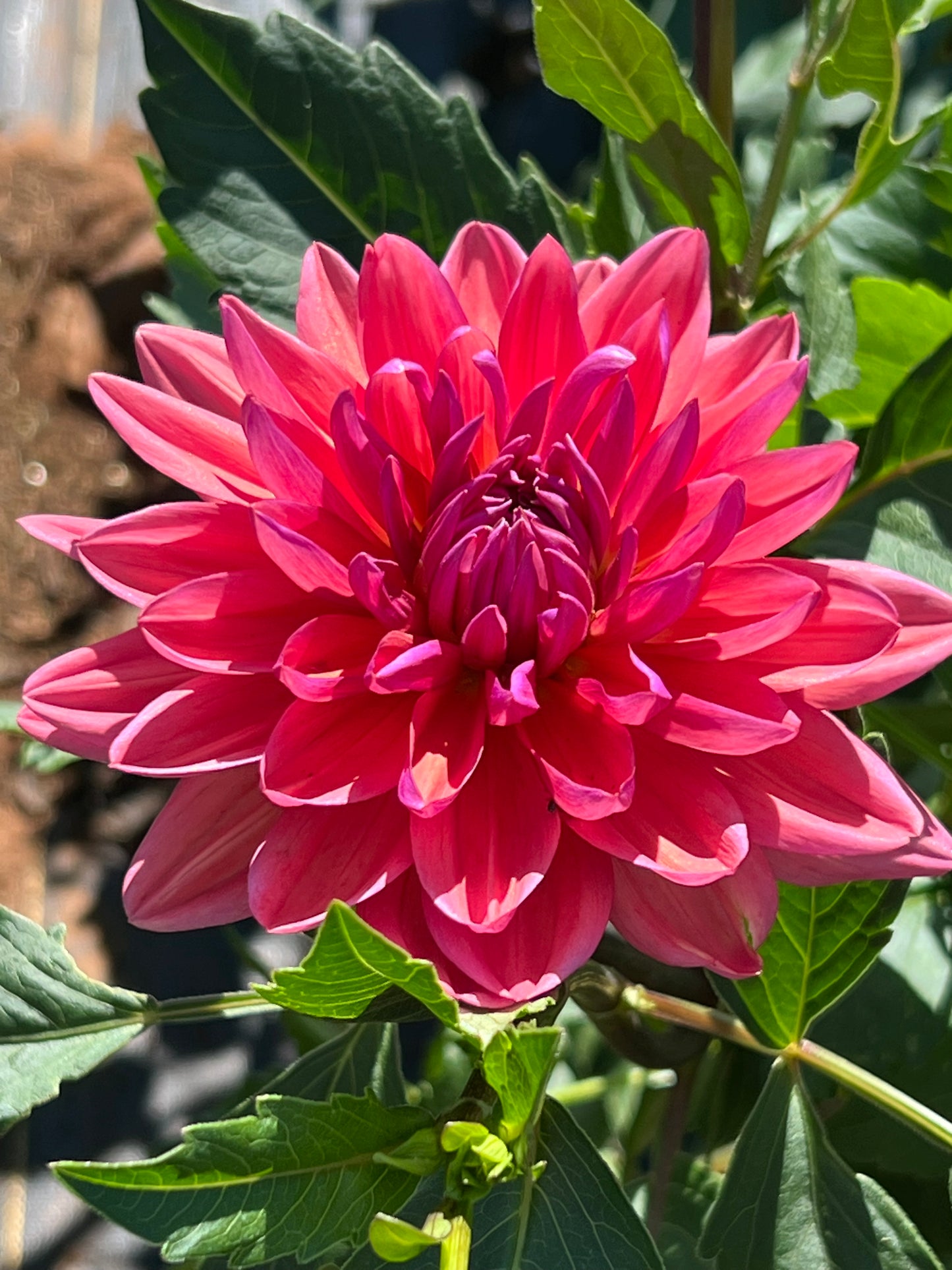 Dahlia 'Dutch Pearl'