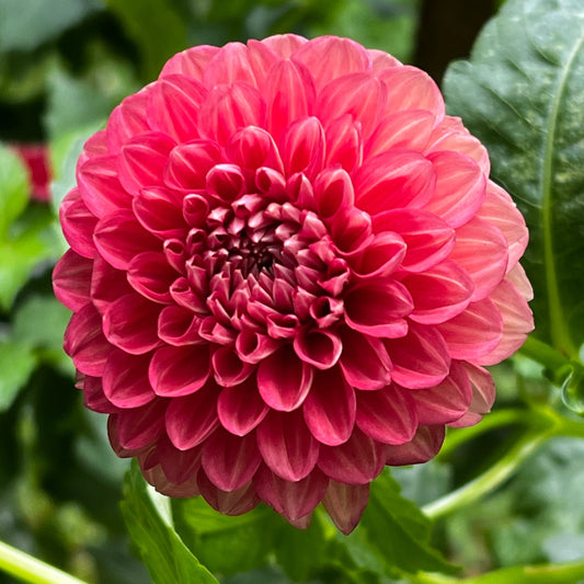 Dahlia 'CT Mason' - Fall Shipped