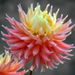 Dahlia 'AC Ben'