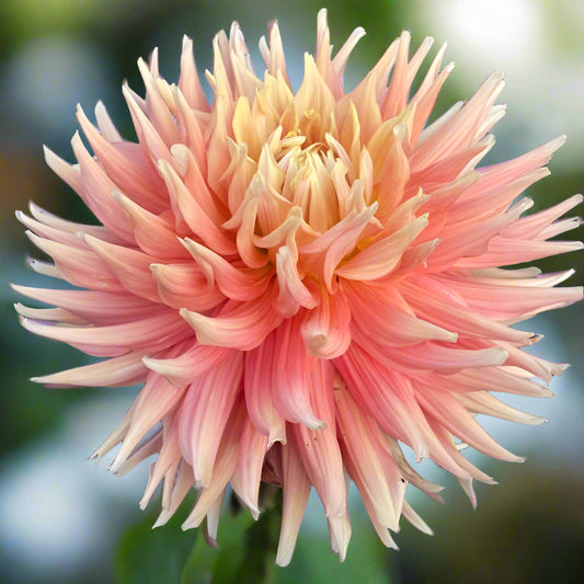 Dahlia 'AC Ben' - Semi-Cactus (1 tuber)