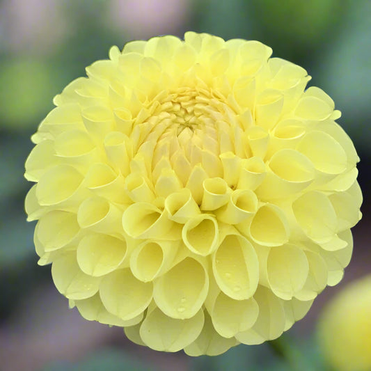 Dahlia 'AC Tara'