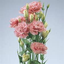 Lisianthus ABC 1 Deep Rose