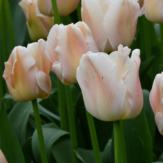 Tulip Apricot Pride Zantubeau 10 Pack