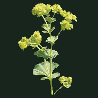 Week 14 | Alchemilla 'Thriller' | 2 Pack
